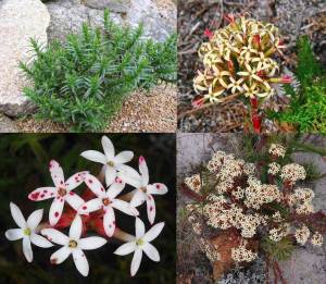 Crassula fascularis sukulent bitki