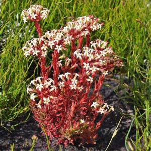 Crassula fascularis sukulent bitki