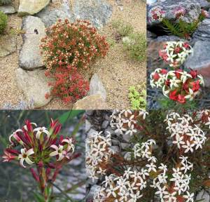 Crassula fascularis sukulent bitki