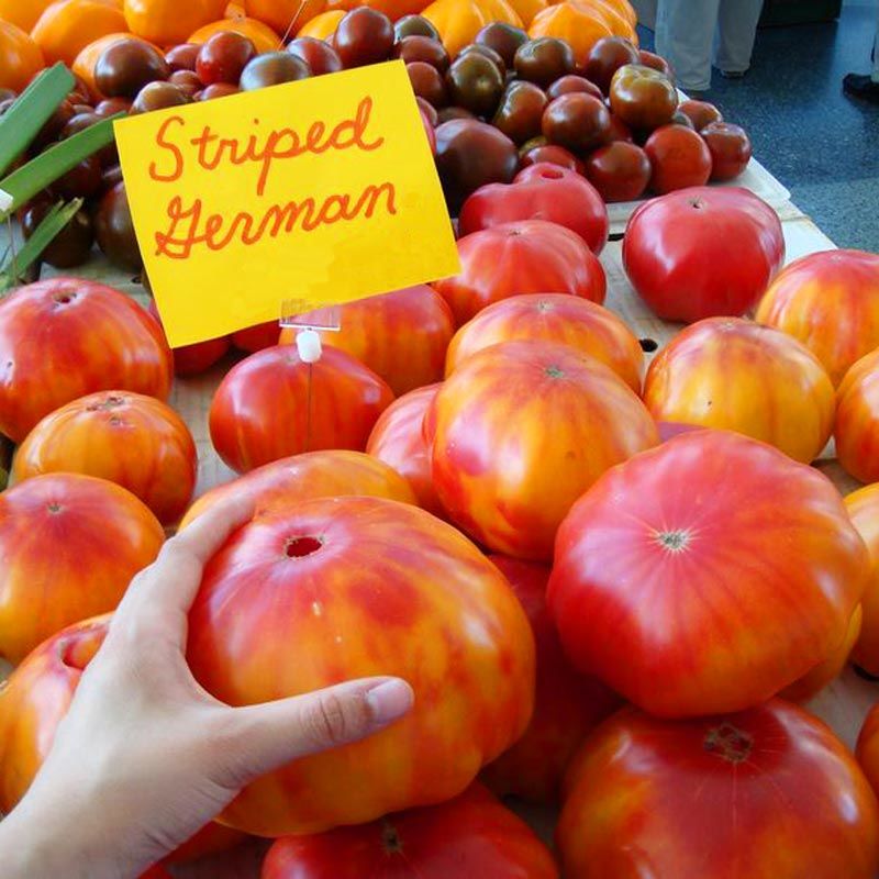 Dev çizgili Alman domatesi tohumu striped german tomato geleneksel
