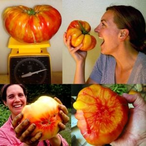 Dev çizgili Alman domatesi tohumu striped german tomato geleneksel