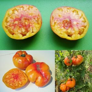 Dev çizgili Alman domatesi tohumu striped german tomato geleneksel