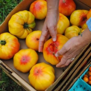 Dev çizgili Alman domatesi tohumu striped german tomato geleneksel