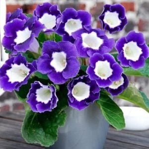 Mavi beyaz gloxinia soğanı bardak menekşesi ithal princess elisabeth