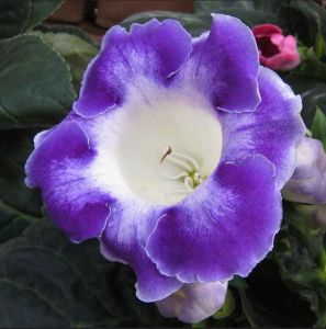 Mavi beyaz gloxinia soğanı bardak menekşesi ithal princess elisabeth