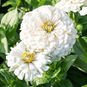 Beyaz zinnia katmerli dahlia flowered polar bear