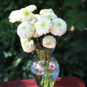 Beyaz zinnia katmerli dahlia flowered polar bear