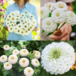 Beyaz zinnia katmerli dahlia flowered polar bear