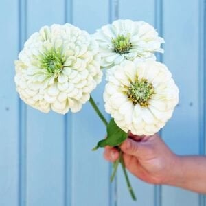 Beyaz zinnia katmerli dahlia flowered polar bear