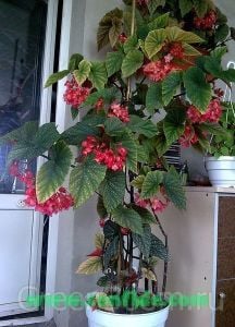 Begonya corallina fidesi dev salkım çiçekli