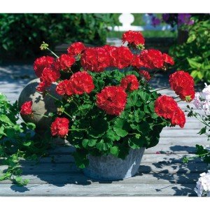 Koyu kırmızı sardunya fidesi survivor dark red pelargonium
