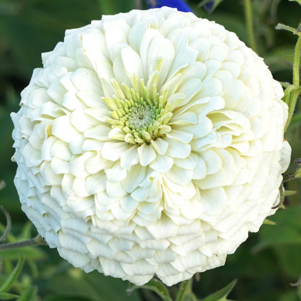 Beyaz zinnia katmerli dahlia flowered polar bear