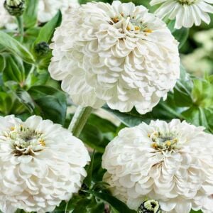Beyaz zinnia katmerli dahlia flowered polar bear