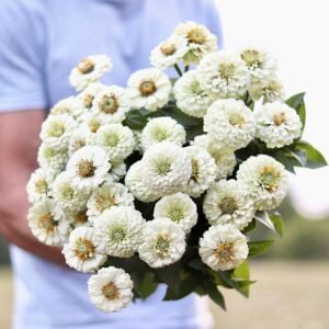 Beyaz zinnia katmerli dahlia flowered polar bear