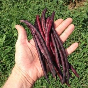 Pembe gözlü mor börülce tohumu mississippi pinkeye purple hull