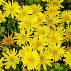 Delosperma deschampii yayılıcı sukulent