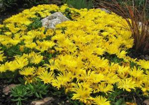 Delosperma deschampii yayılıcı sukulent