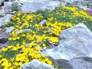 Delosperma deschampii yayılıcı sukulent