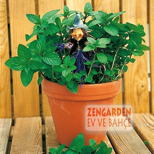 Şifalı nane fidesi mentha piperita cinderella mint 1 fide