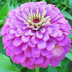 Dahlia çiçekli zinnia tohumu gül ve lavanta renkli