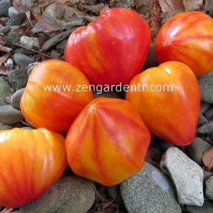 Turuncu Rus domatesi tohumu orange russian tomato geleneksel
