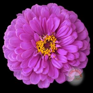 Dahlia çiçekli zinnia tohumu gül ve lavanta renkli