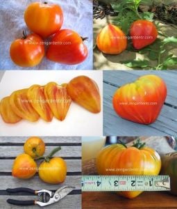 Turuncu Rus domatesi tohumu orange russian tomato geleneksel