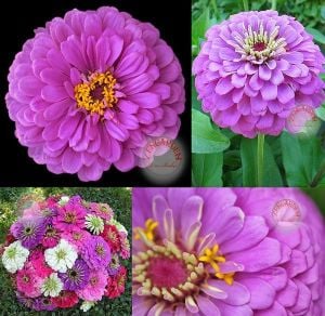Dahlia çiçekli zinnia tohumu gül ve lavanta renkli