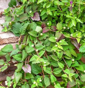 Şeker nanesi fidesi sıfır kalori lippia dulcis
