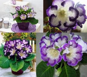 Mavi çilli gloxinia soğanı bardak menekşesi ithal tigrina blue