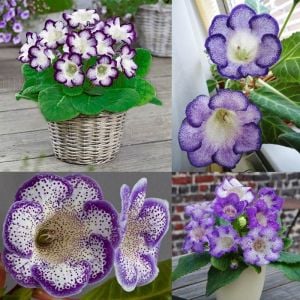 Mavi çilli gloxinia soğanı bardak menekşesi ithal tigrina blue