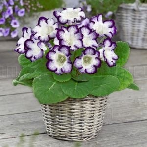 Mavi çilli gloxinia soğanı bardak menekşesi ithal tigrina blue