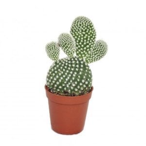 Opuntia microdasys albispina kaktüs beyaz puanlı