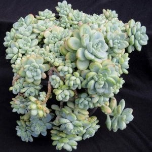 Sedum clavatum yayılıcı rozet şekilli