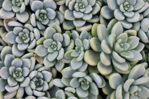 Sedum clavatum yayılıcı rozet şekilli