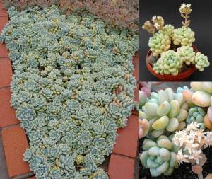Sedum clavatum yayılıcı rozet şekilli