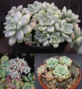 Sedum clavatum yayılıcı rozet şekilli