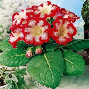 Kırmızı çilli gloxinia soğanı bardak menekşesi ithal tigrina red