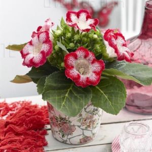 Kırmızı çilli gloxinia soğanı bardak menekşesi ithal tigrina red
