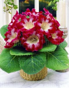 Kırmızı çilli gloxinia soğanı bardak menekşesi ithal tigrina red