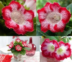 Kırmızı çilli gloxinia soğanı bardak menekşesi ithal tigrina red