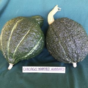 Pütürlü balkabağı tohumu kışlık chicago warted hubbard