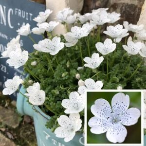Çilli nemophila tohumu freckles kartaneleri çiçeği