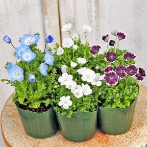 Çilli nemophila tohumu freckles kartaneleri çiçeği
