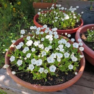 Çilli nemophila tohumu freckles kartaneleri çiçeği