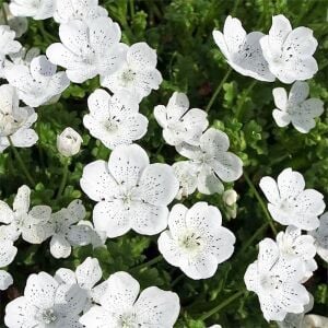 Çilli nemophila tohumu freckles kartaneleri çiçeği