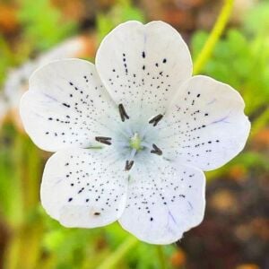 Çilli nemophila tohumu freckles kartaneleri çiçeği