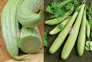 Geleneksel acur tohumu cucumis melo