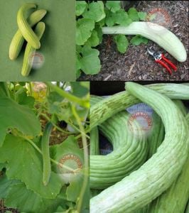 Geleneksel acur tohumu cucumis melo