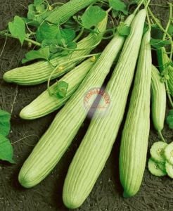 Geleneksel acur tohumu cucumis melo
